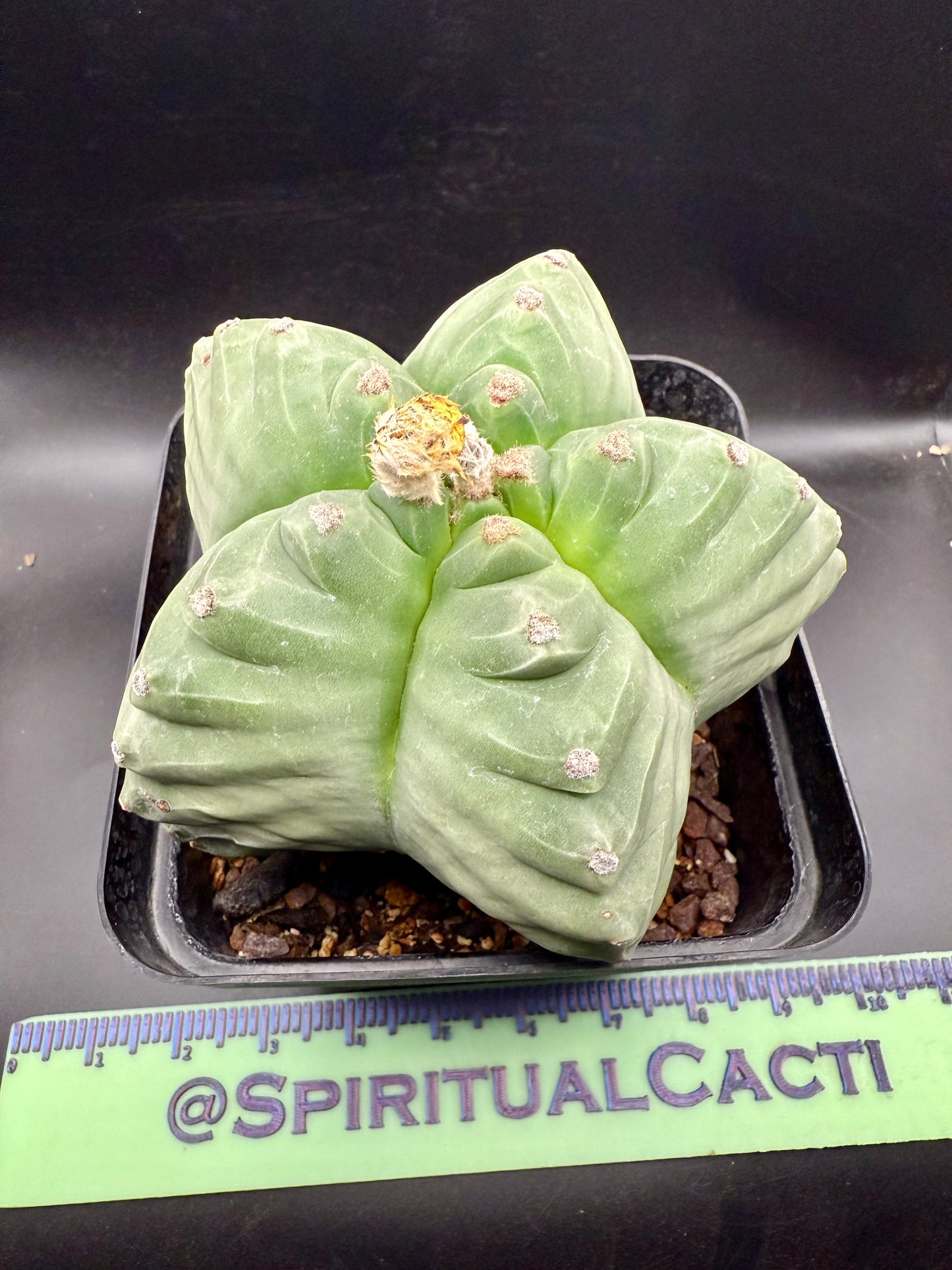 Myriostigma Kikko