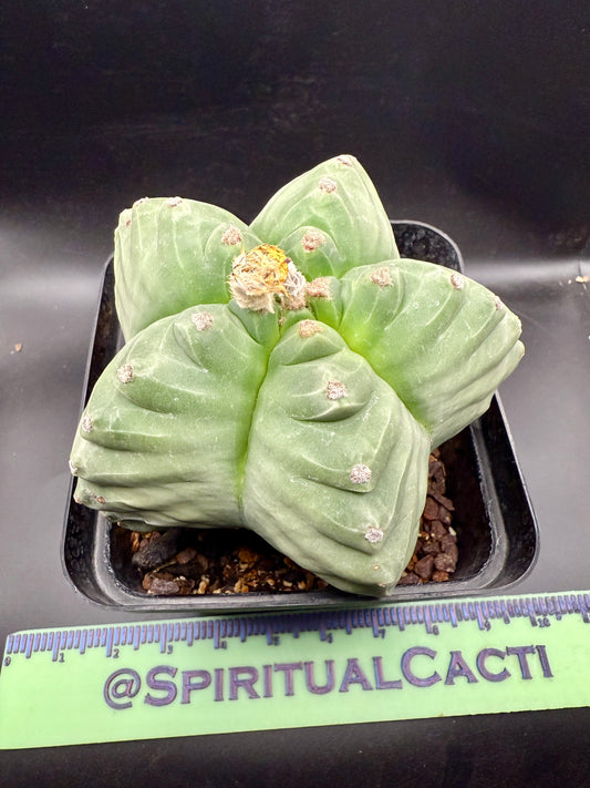 Myriostigma Kikko
