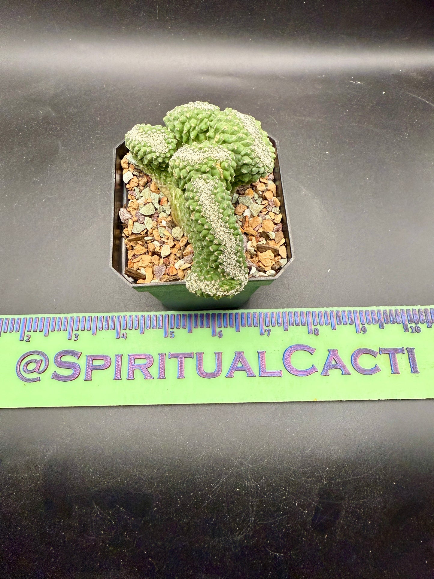 Strombocactus Disciformis Cristata