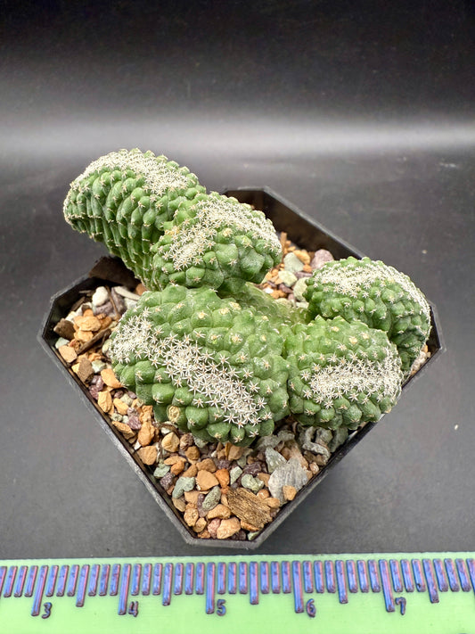 Strombocactus Disciformis Cristata