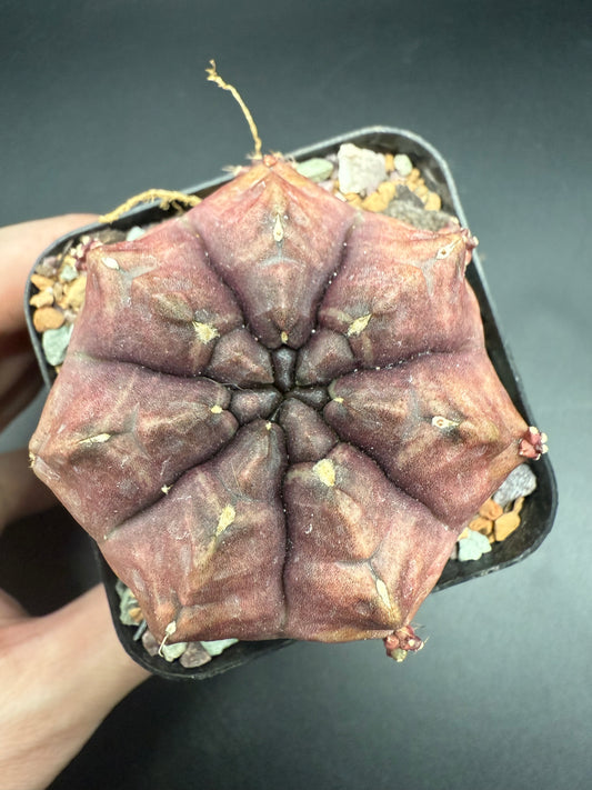 Gymnocalycium C.V. Daydream