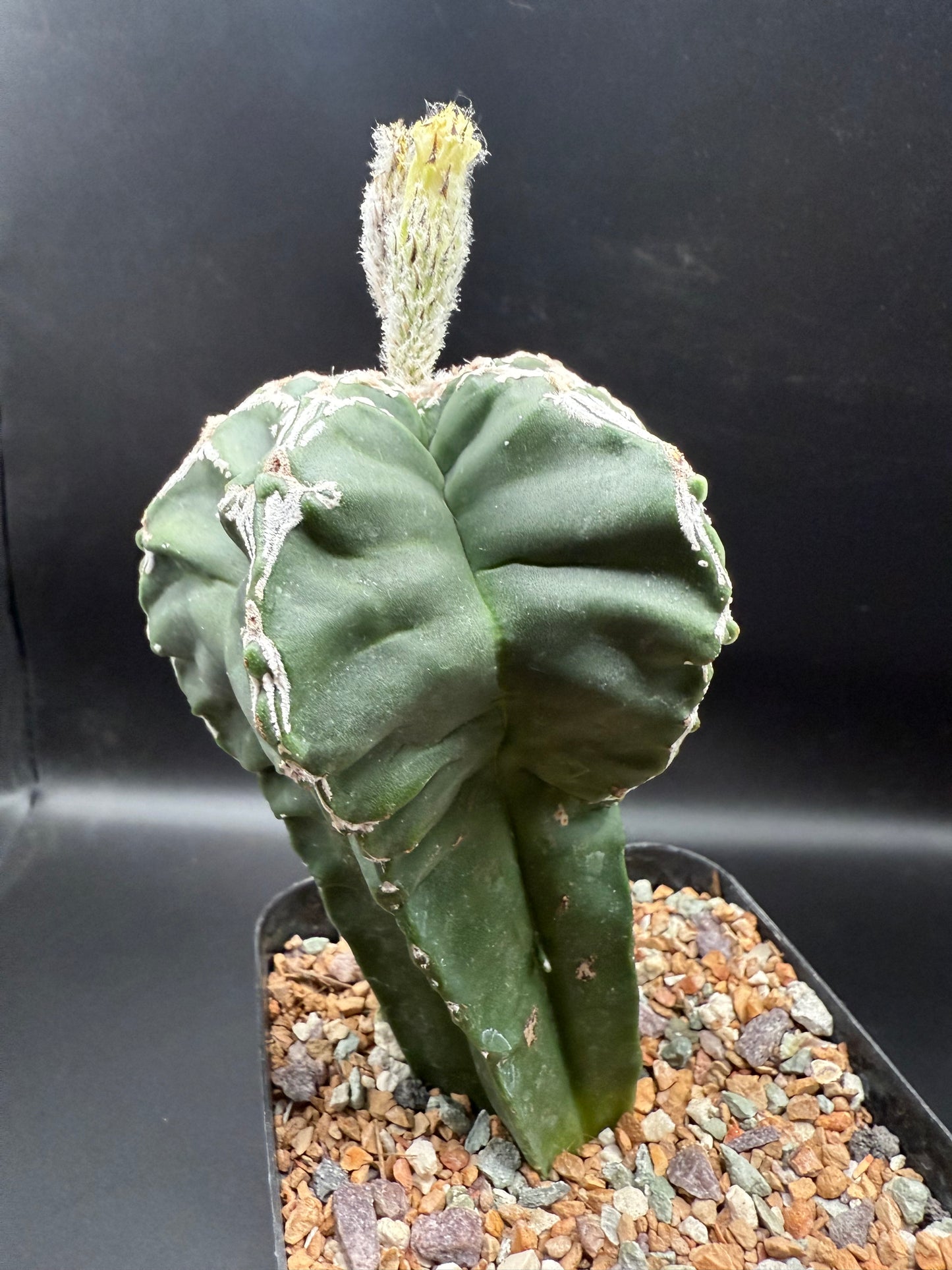 Myriostigma Kikko Hakujo