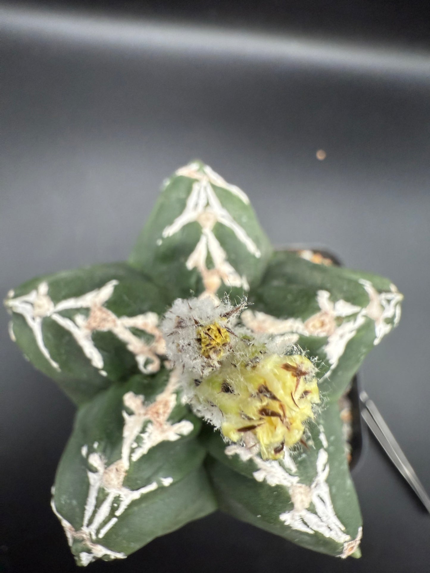 Myriostigma Kikko Hakujo
