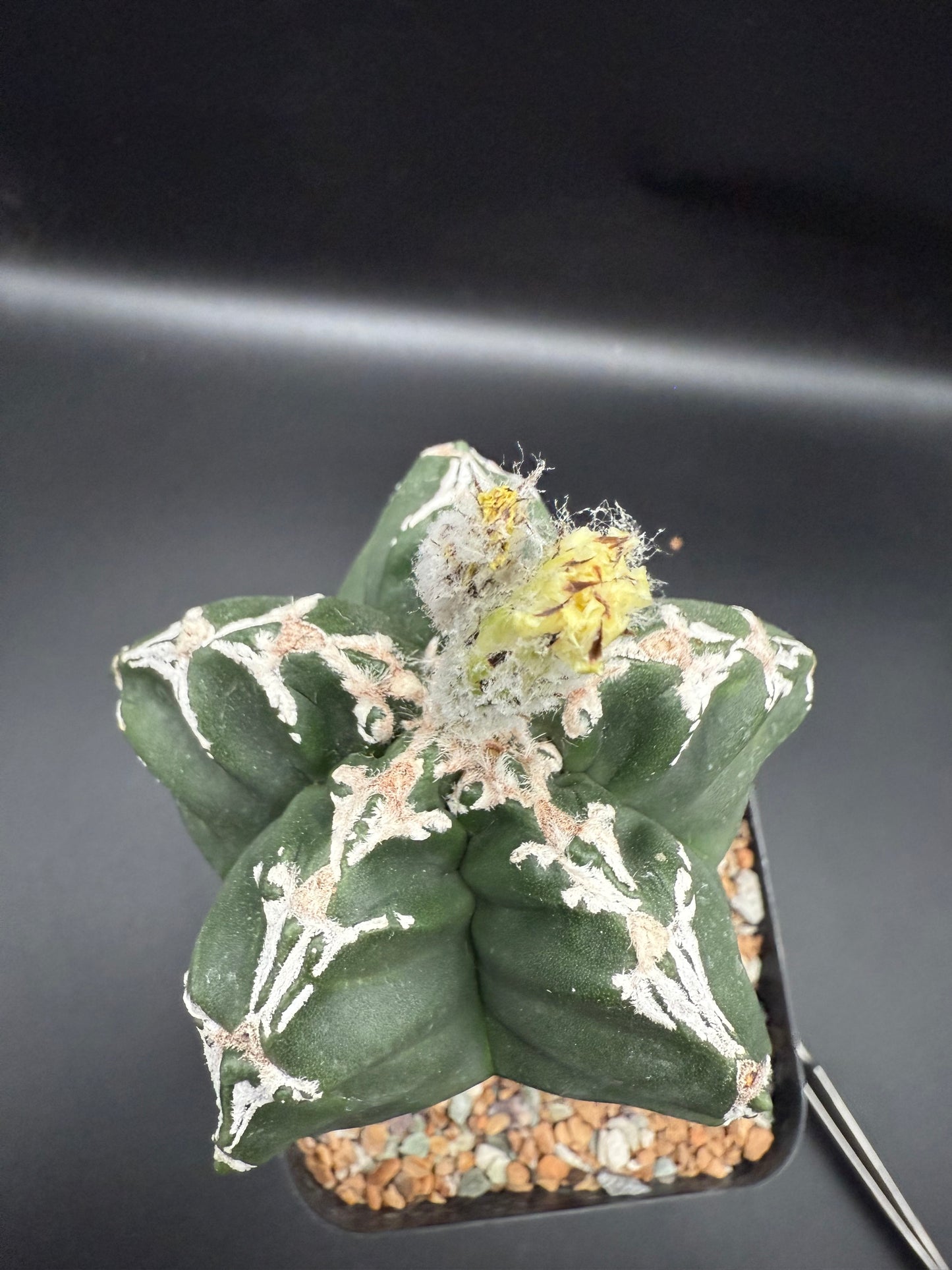 Myriostigma Kikko Hakujo