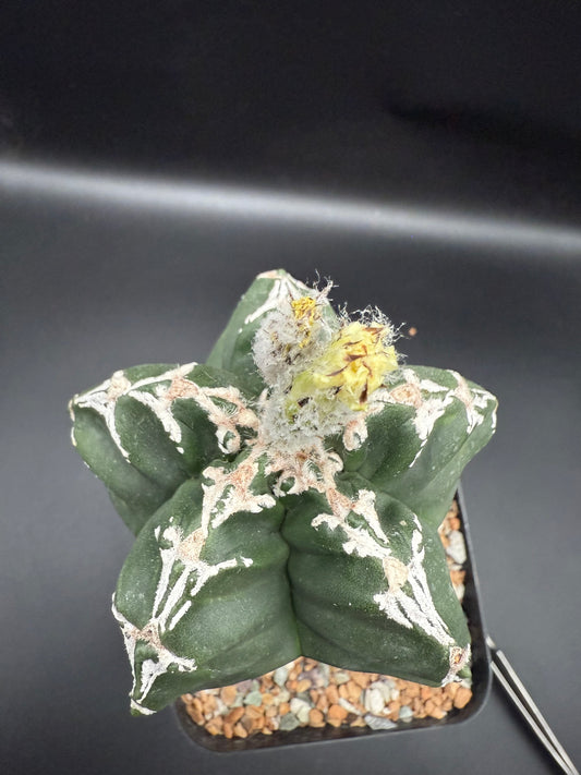 Myriostigma Kikko Hakujo