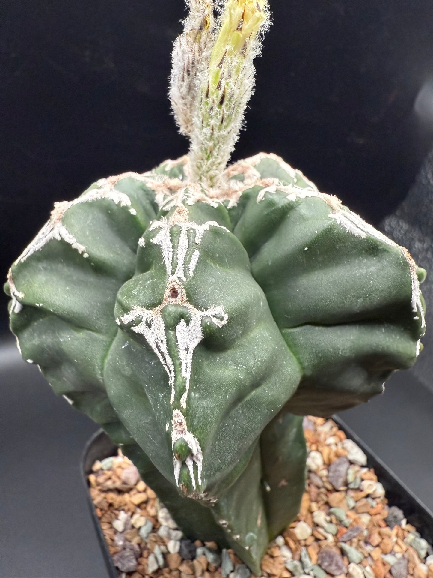 Myriostigma Kikko Hakujo