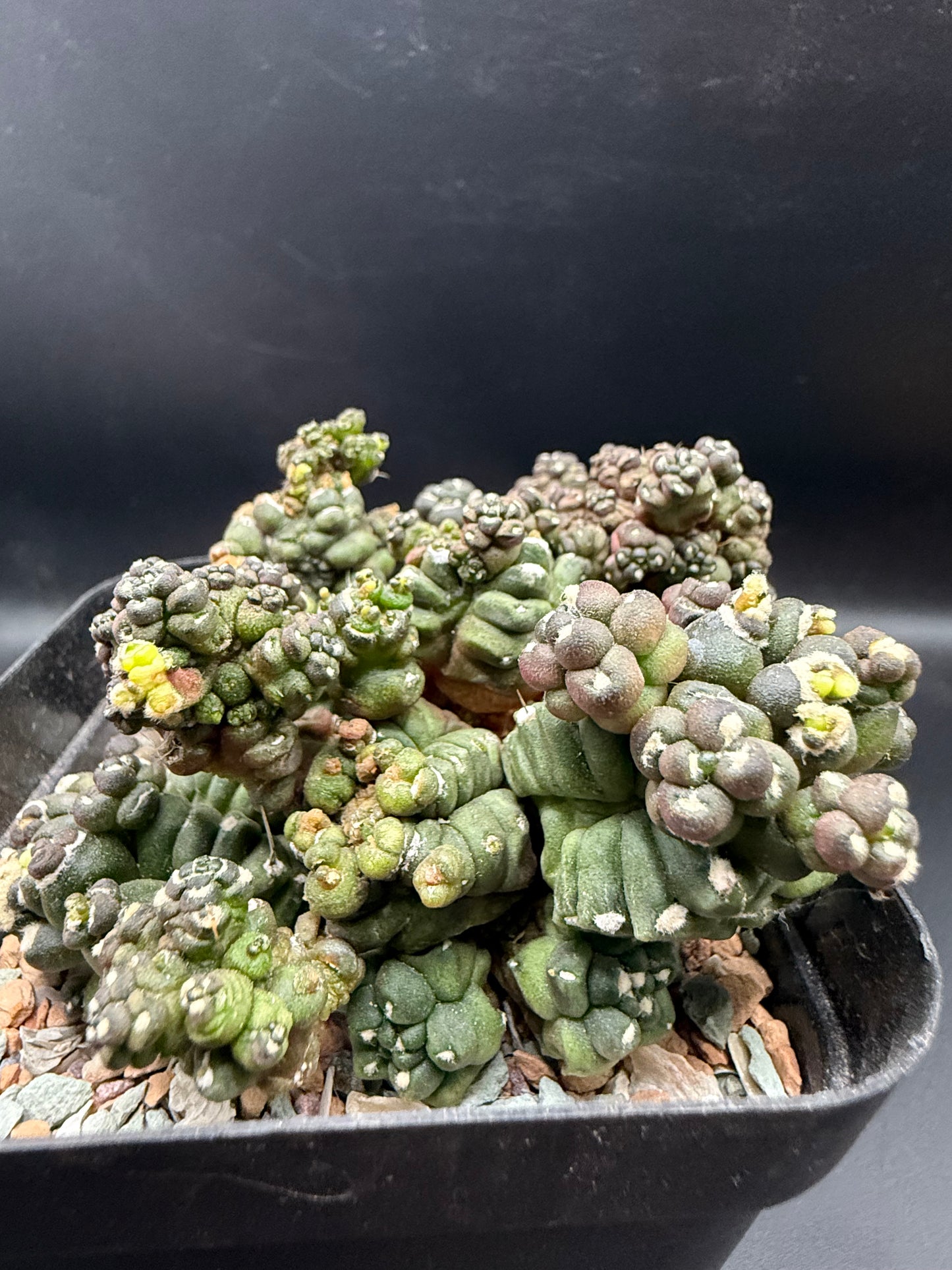 Gymnocalycium Transformer