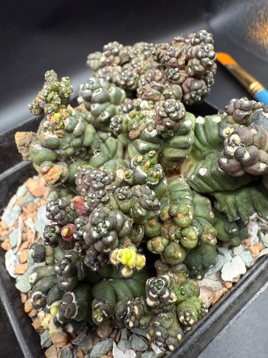 Gymnocalycium Transformer