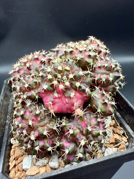 Gymnocalycium T-Lux Premium