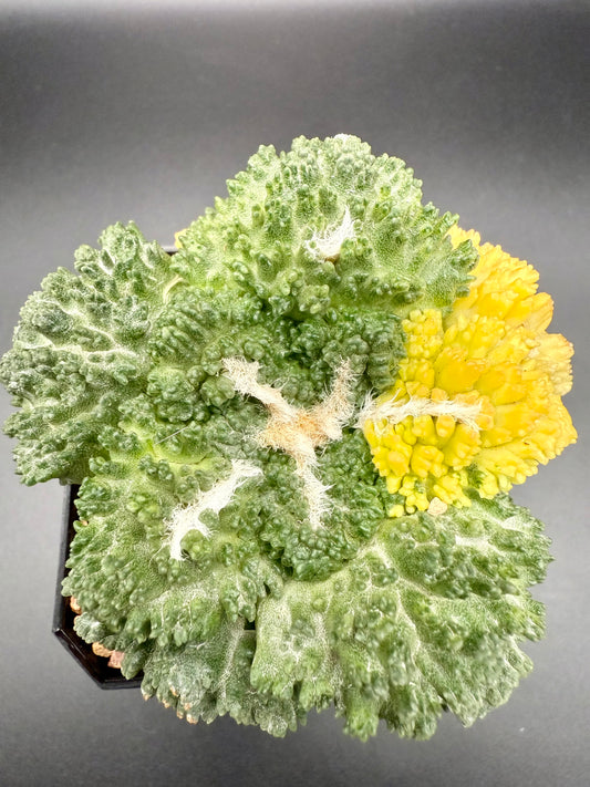 Ariocarpus Godzilla Variegata on Short Graft