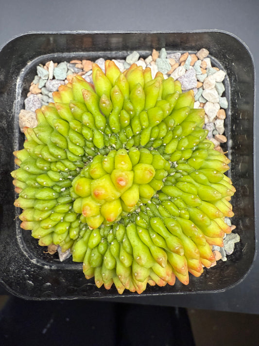 Gymnocalycium Inermis CV Sensitive Skin