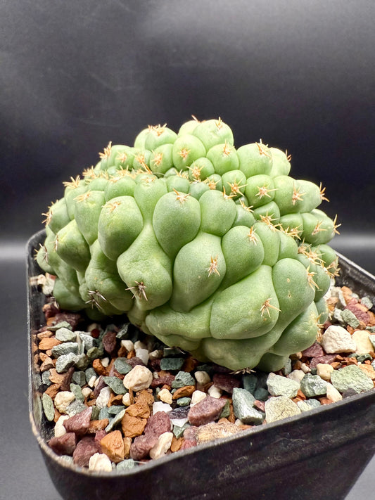 Coryphantha Elephantidens Cristata CV Titan
