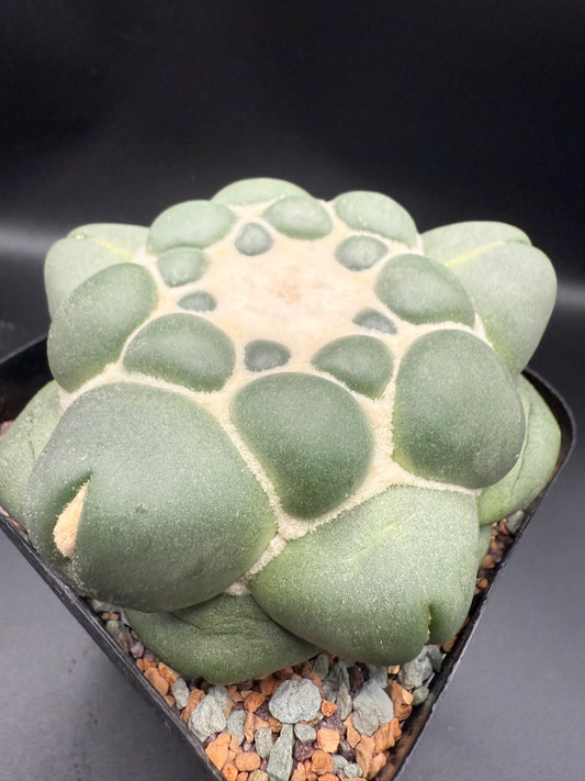 Coryphantha Elephantidens Inermis
