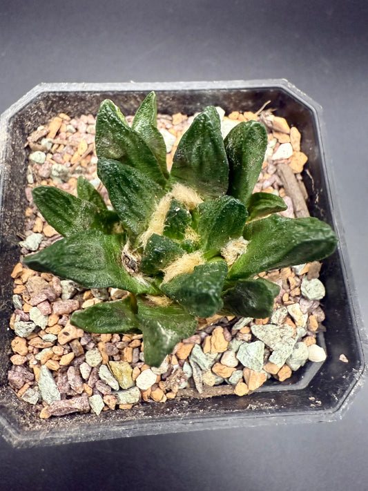 Ariocarpus Scapharostrus