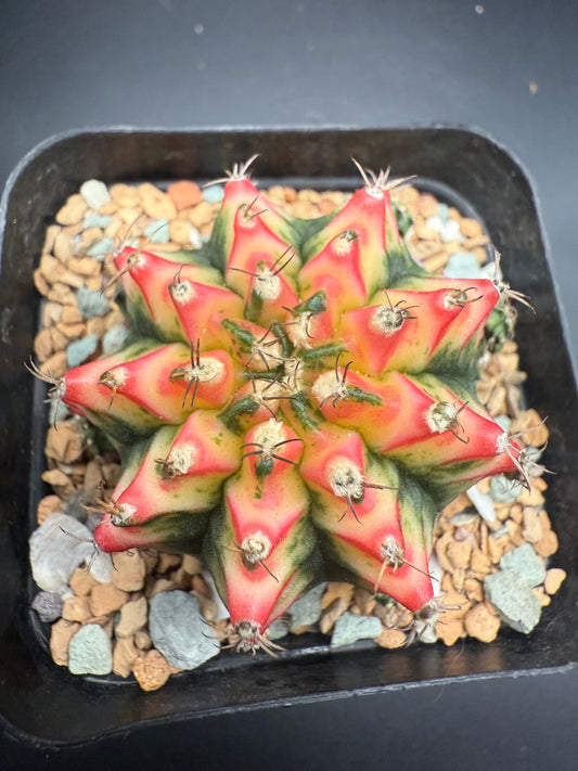Gymnocalycium CV Taiwan Multicolor Clone