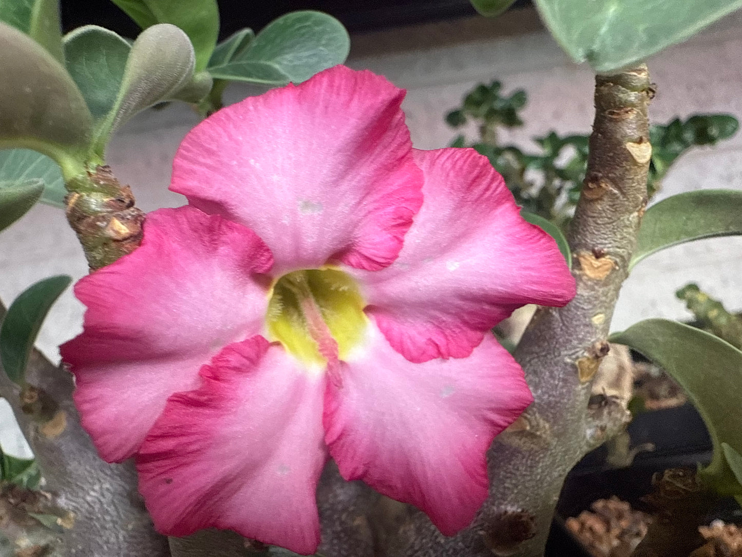 Adenium Arabicum cv Black Skin