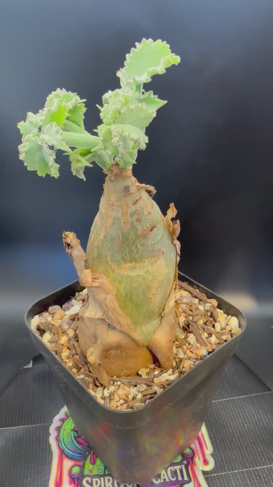 Cyphostemma  Uter item 201 wysiwyg